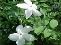 Jasminum grandiflorum